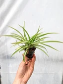 Kurdele Çiçeği Variegatum Chlorophytum Comosum 10-20 cm thumbnail 1