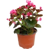 Begonia (Begonya Çiçeği) Pembe 10-20 cm thumbnail 2