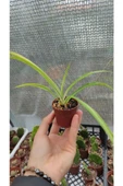 Kurdele Çiçeği- Chlorophytum 10-20 cm thumbnail 2