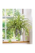 Kurdele Çiçeği- Chlorophytum 10-20 cm thumbnail 1