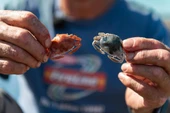 Berkley Gulp Peeler Crab LRF Silikon Yengeç thumbnail 2