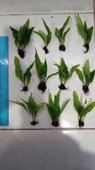 Bitki L119 Microsorum pteropus Akvaryum Bitki thumbnail 1