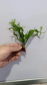 Bitki L158 Microsorum windelov thumbnail 4