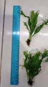 Bitki L158 Microsorum windelov thumbnail 2