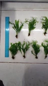 Bitki L158 Microsorum windelov thumbnail 1