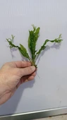 Bitki L158 Microsorum windelov thumbnail 3