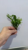Bitki L158 Microsorum windelov thumbnail 5
