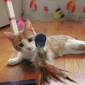 Ferplast Raptor Elektronik Kedi Oyuncak thumbnail 4