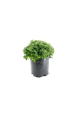 Saksıda Kasımpatı Çiçeği (Chrysanthemum) Sarı 10-20 cm thumbnail 2