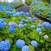 Ortanca Fidanı Hydrangea Macrophylla 10-20 cm thumbnail 2