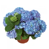 Ortanca Fidanı Hydrangea Macrophylla 10-20 cm thumbnail 4