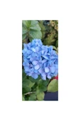 Ortanca Fidanı Hydrangea Macrophylla 10-20 cm thumbnail 1