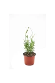 Lavanta Lavandula İntermedia 10-20 cm thumbnail 3