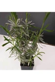 Lavanta Lavandula İntermedia 10-20 cm thumbnail 2