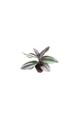 Telgraf Çiçeği Tradescantia Nanouk 10-20 cm thumbnail 3