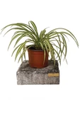 Chlorophytum Comosum Kurdele Çiçeği 10-20 cm thumbnail 2