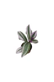 Telgraf Çiçeği Tradescantia Nanouk 10-20 cm thumbnail 2