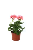 Pembe Renkli Ceylan Gözü Canlı Çiçek 10-20 cm thumbnail 1