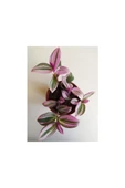 Telgraf Çiçeği Nanouk Telgraf Çiçeği Tradescantia Nanouk thumbnail 1