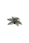 Telgraf Çiçeği Tradescantia Nanouk 10-20 cm thumbnail 1