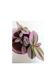 Telgraf Çiçeği Nanouk Telgraf Çiçeği Tradescantia Nanouk thumbnail 2