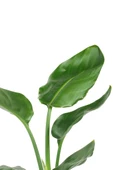 Starliçe Cennet Kuşu Strelitzia 30-40 cm thumbnail 1