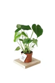 Deve Tabanı - Monstera Deliciosa - 50 Cm Boyunda thumbnail 1