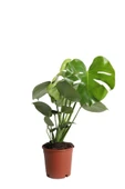 Deve Tabanı - Monstera Deliciosa - 50 Cm Boyunda thumbnail 3