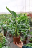 Starliçe Cennet Kuşu Strelitzia 30-40 cm thumbnail 2