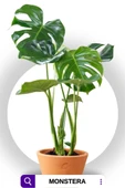 Deve Tabanı - Monstera Deliciosa - 50 Cm Boyunda thumbnail 2