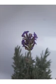 Lavanta Çiçeği Fidanı 10-20  cm thumbnail 3