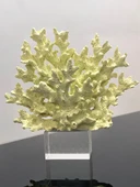 Dekoratif Kristal Kaideli Mercan Biblo thumbnail 2
