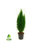 Yılbaşı Çamı Elvodi Çamı 30-60 cm thumbnail 2