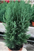 Yılbaşı Çamı Elvodi Çamı 30-60 cm thumbnail 5