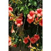 Acem Borusu Campsis Radicans 30-50 cm thumbnail 4