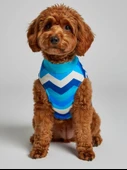 Surf Rain Küçük Köpek Yağmurluk Ceket thumbnail 2