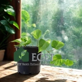 Altın Patos Çiçeği  (Epipremnum aureum) thumbnail 3