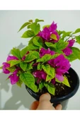 Begonvil Çiçeği Fidanı 10-20 cm thumbnail 2
