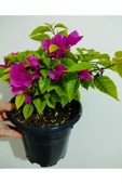 Begonvil Çiçeği Fidanı 10-20 cm thumbnail 3