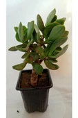 Crassula, Para Ağacı thumbnail 1