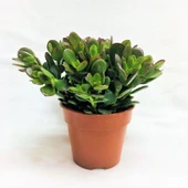 Crassula Ovata / Şans-Para Çiçeği 10-20 cm thumbnail 4