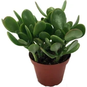 Crassula Ovata / Şans-Para Çiçeği 10-20 cm thumbnail 1