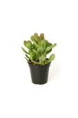 Crassula Ovata / Şans-Para Çiçeği 10-20 cm thumbnail 2