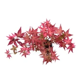 Bonsai - Acer thumbnail 2