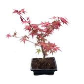 Bonsai - Acer thumbnail 1