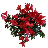 Rhododendron Indicum 'Red' (Açelya Çiçeği) thumbnail 2