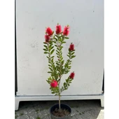 Fırça Çalısı Çiçeği Callistemon Laevis 30-60 cm thumbnail 3