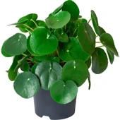 Çin Para Çiçeği Pilea Fidanı 10-20 cm thumbnail 1