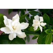 Gardenya Çiçeği Fidanı 10-20 cm thumbnail 4