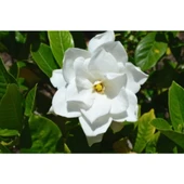 Gardenya Çiçeği Fidanı 10-20 cm thumbnail 3